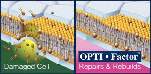 cellrepair